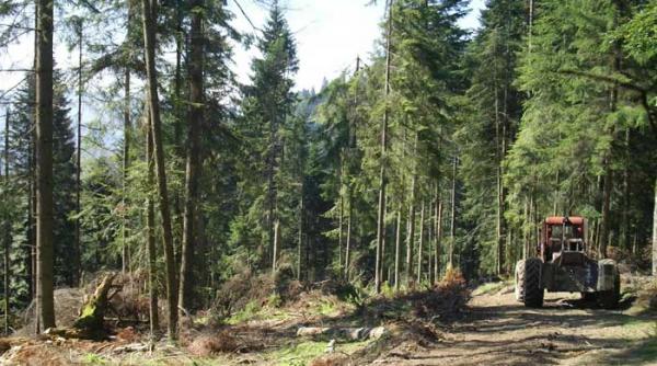 ceahlaul pagubit de 33 de hectare