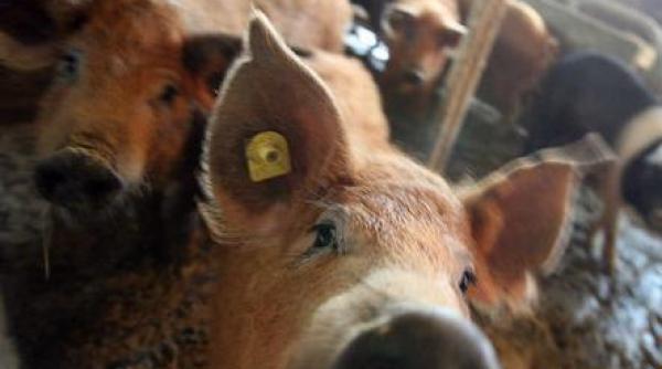 bulgaria a confirmat aparitia unui al doilea focar al febrei aftoase