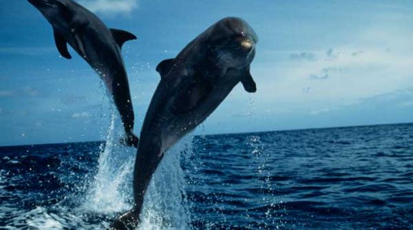 delfinii cei mai buni mimi din lumea necuvantatoarelor