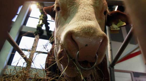 cateva adevaruri despre alimentatie