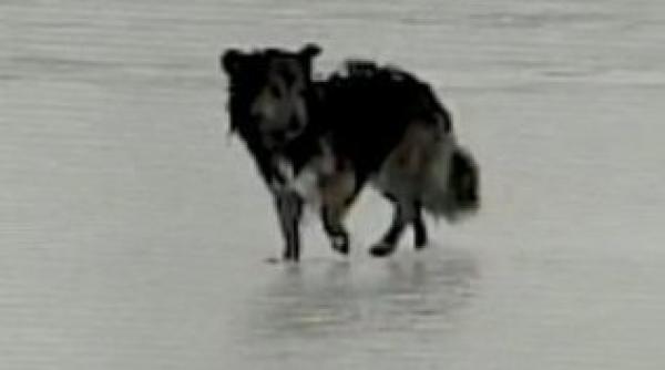 un caine a supravietuit cinci zile prins in gheata in mijlocul unui lac vezi video