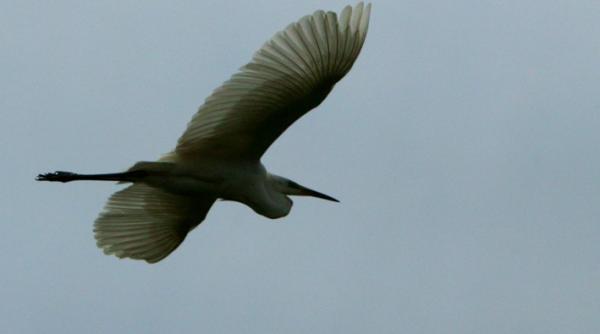 ce solicita romaniei protectia mediului din zona deltei dunarii