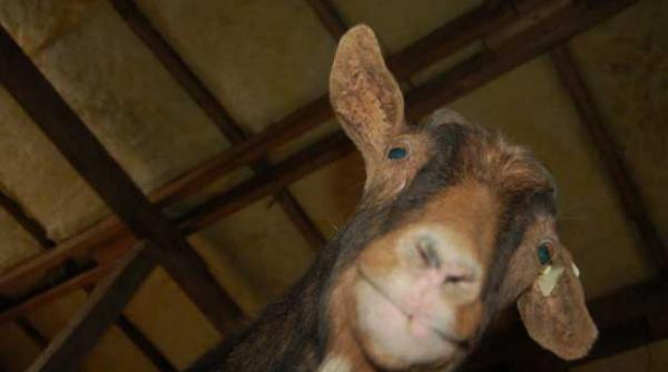 in atentia dna unde dai si unde capra