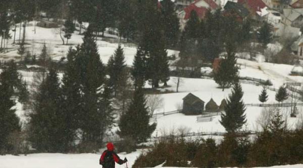 palinca zapada borsa