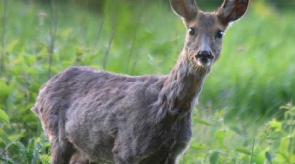 rezistenta buboiului