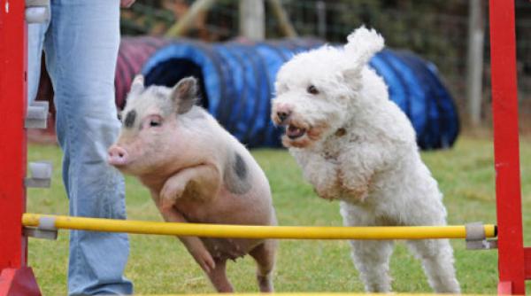 louie porcul care se crede caine