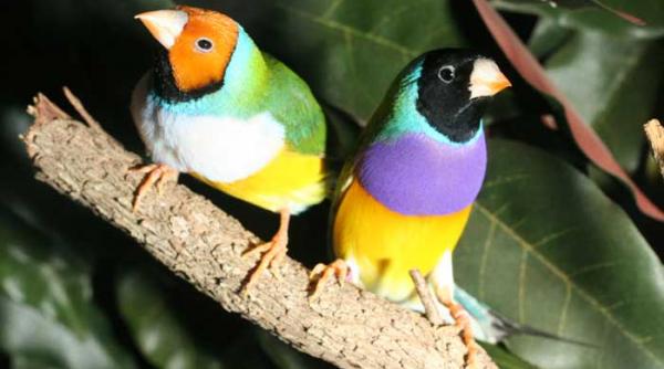 cintezele au notiuni estetice