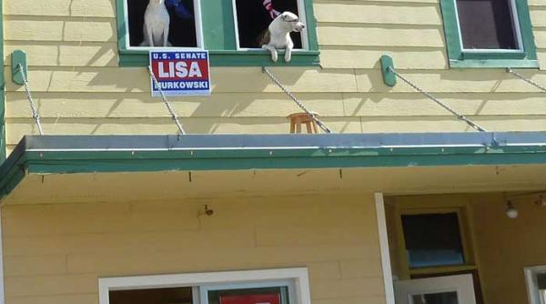 goana dupa alaska 20