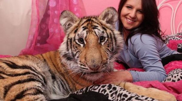 o tanara din florida isi imparte patul cu un tigru