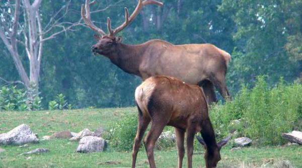 fondurile de vanatoare jefuite prin falsuri