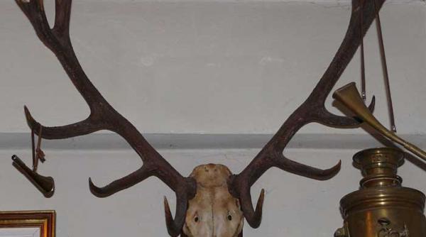 bratul hulpav al legii