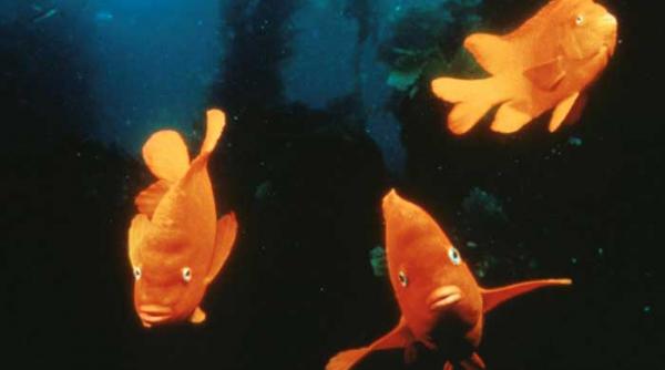 curtezani in lumea necuvantatoarelor