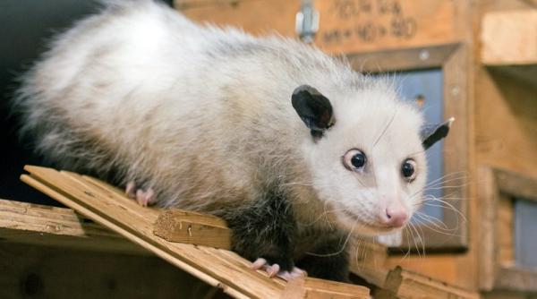 heidi oposumul sasiu este oracolul premiilor oscar