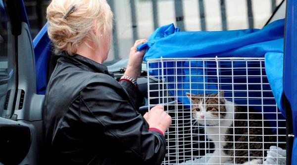 motanul larry noul oficial din casa premierului marii britanii