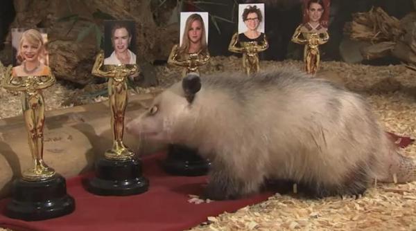 oposumul sasiu heidi a ales natalie portman va lua oscarul video