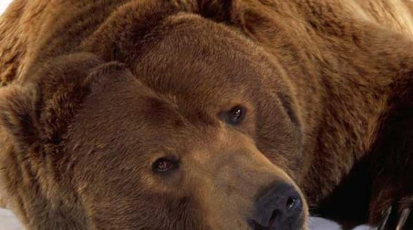 astronautii pot hiberna ca ursii