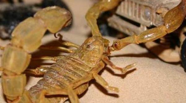 atacurile cu scorpioni noua arma in conceptia al qaida