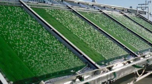 independenta energetica bacteria care secreta combustibil diesel