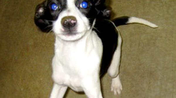 catelus intors din morti