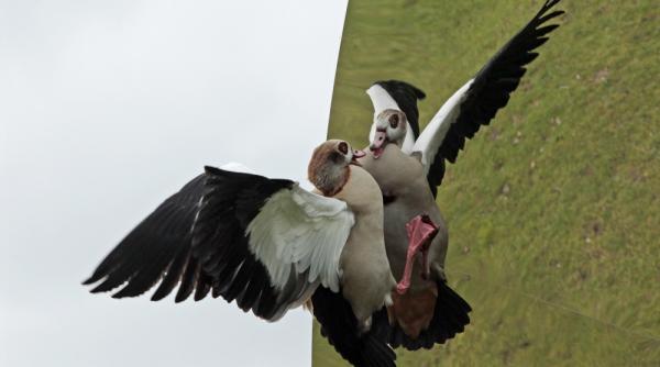 saptamana 26 februarie 4 martie in imagini bal carnaval gaddafi