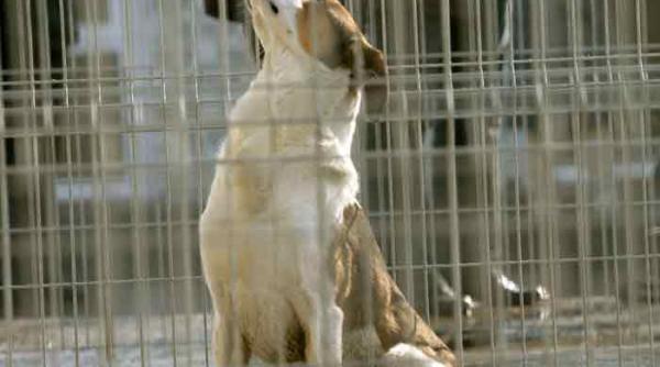 miting impotriva eutanasierii