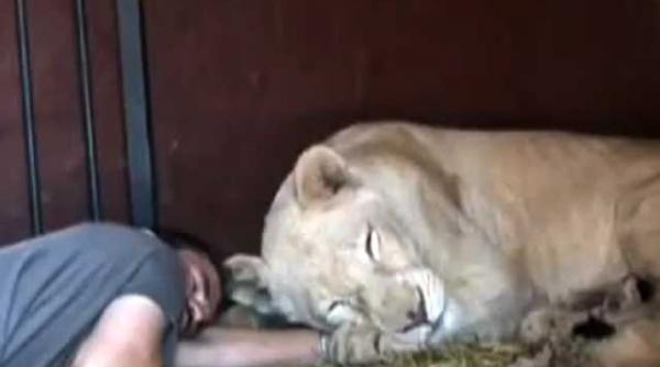 imblanzitorul de lei video