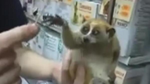 un lemurian cu umbreluta la purtator face senzatie pe internet video