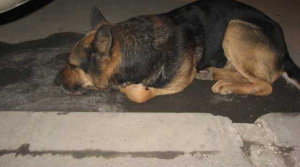 ajutati l pe cutu schiop