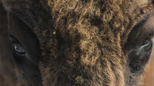 rezervatia de zimbri