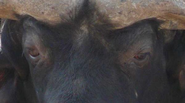 tauri si boi pe sport ro