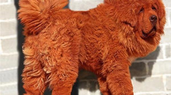 cel mai scump caine din lume