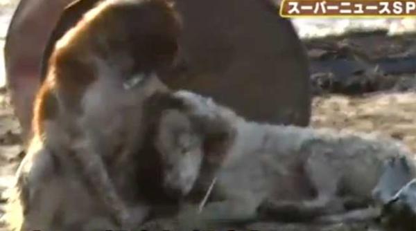 japonia lectie de devotament un caine isi protejeaza prietenul ranit