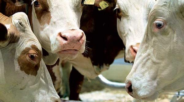 ragaielile si vanturile vacilor polueaza atmosfera cu metan