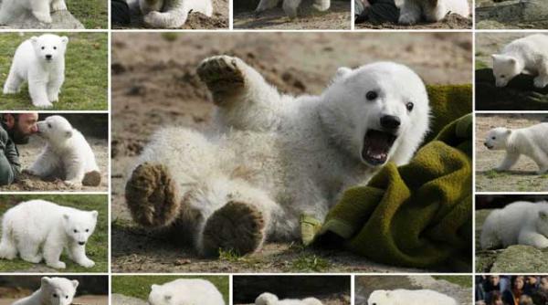 ultimele clipe ale lui knut ursul polar video