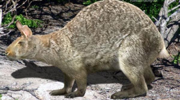 stramosul urias al iepurelui avea urechi scurte