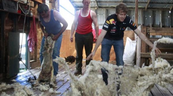 sebastian vettel cioban pentru o zi in australia