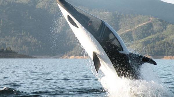 video seabreacher x submarinul agil ca un delfin