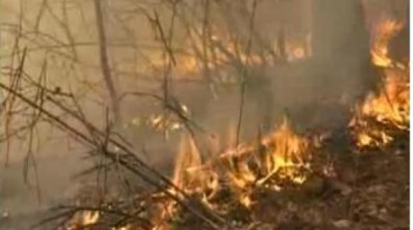 arde padurea de la nuseni bistrita