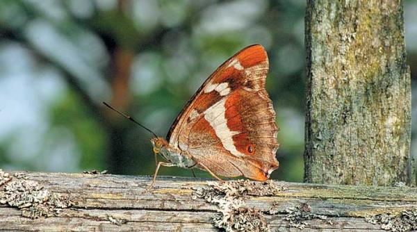 japonia nu e singura nici in nebunia progresului