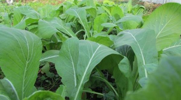 nivel mare de radioactivitate inregistrat la legume provenind din tokyo