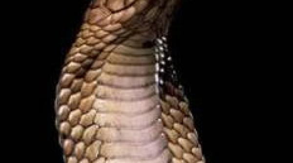 cobra egipteana disparuta de la zoo