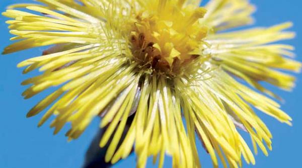 trateaza racelile cu sirop de podbal