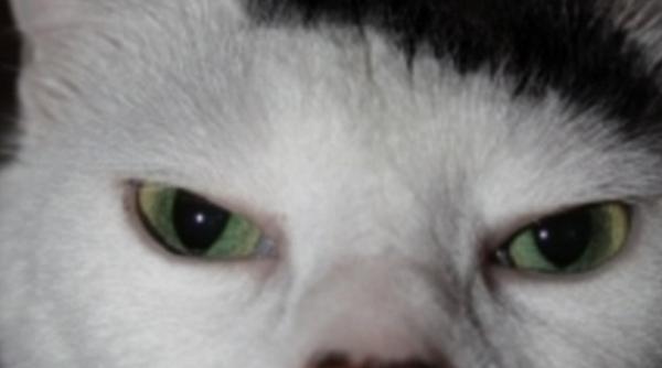 hitler pisicile sau felinele care seamana izbitor cu dictatorul german
