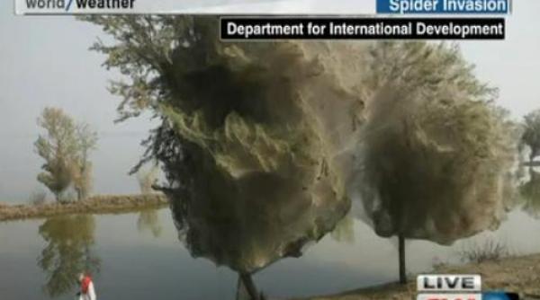 fenomen uluitor arbori fantoma in pakistan