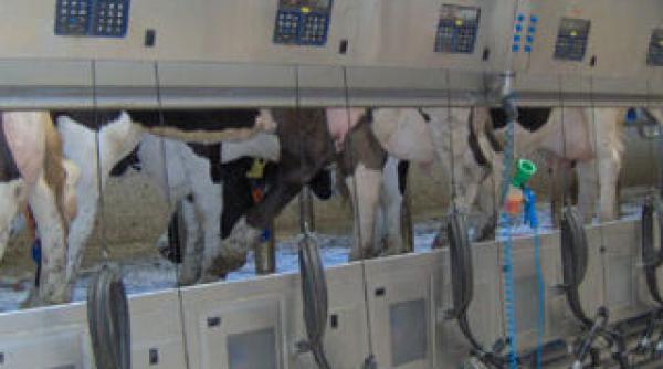 vaci modificate genetic pentru productia de lapte matern