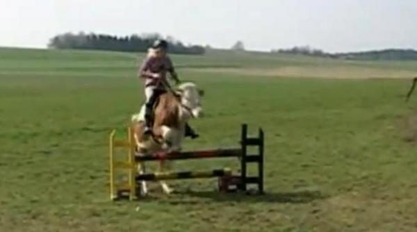 si vacile sar peste obstacole atunci cand se cred cai video