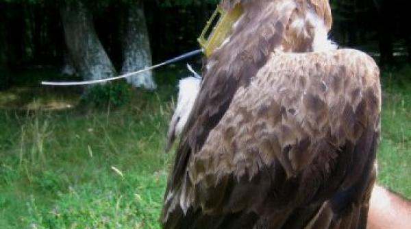 dupa 10 000 de km acvila benjamin s a intors in romania