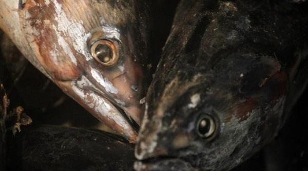 expertii avertizeaza accidentul nuclear de la fukushima poate provoca mutatii genetice