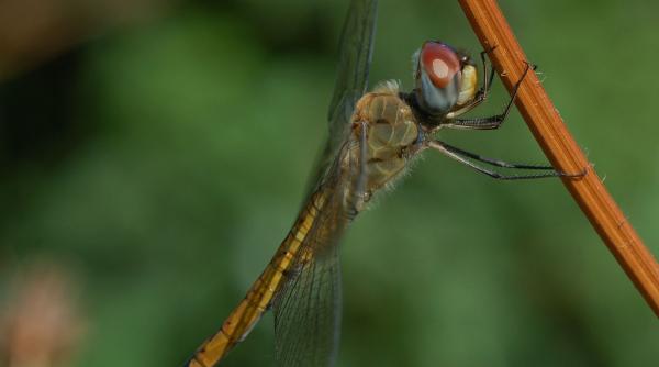 libelula transoceanica