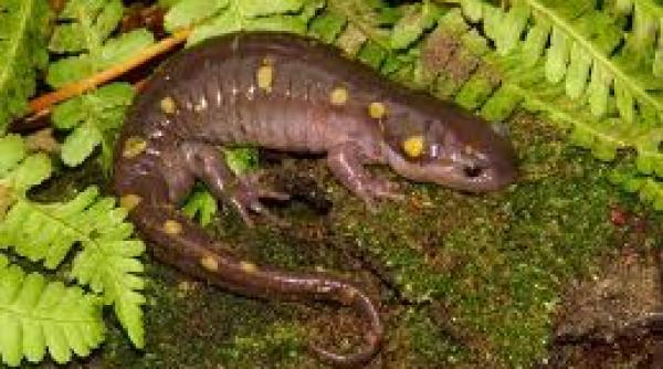 salamandra garnisita cu alge verzi